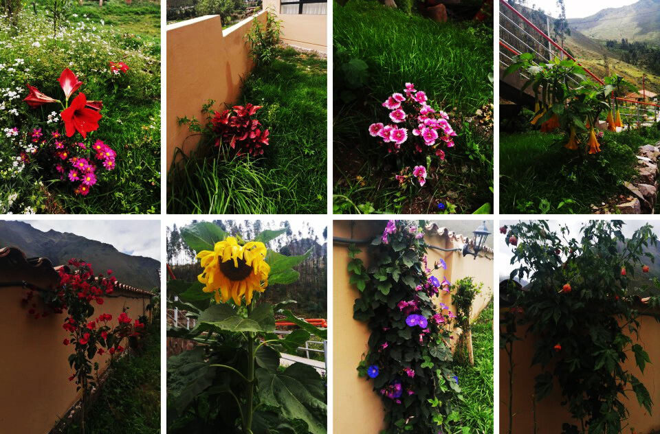 Native Flower Garden in hotel in ollantaytambo