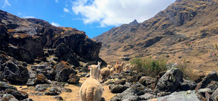 kinsa cocha hike and lares trek