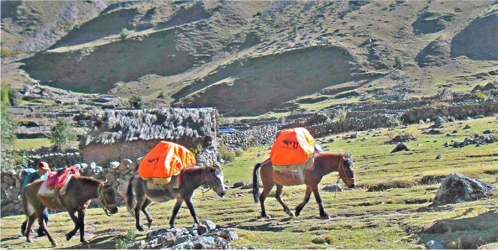 Pack Mules and Horses 
